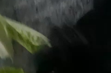 Bunny munches on lettuce ASMR
