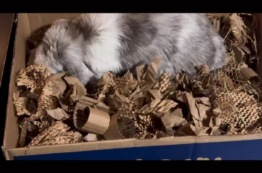 Blind Bunny Foraging ASMR