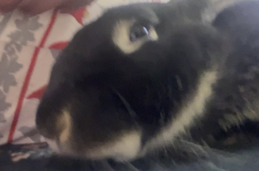 happy bunny cuddles <3