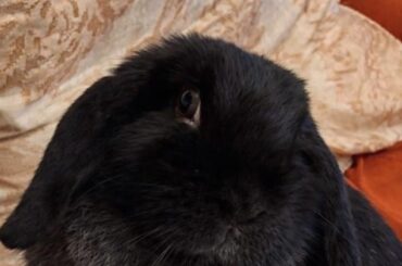 My Nari wanted to say hi 🖤