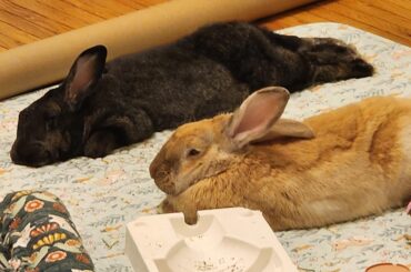 How to separate bonded rabbits' poop