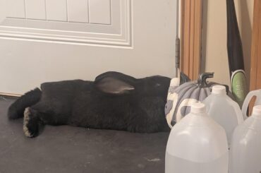 Plastic pumpkin + kinked neck = Best place to sleep