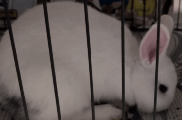 Rehoming 2 bunnies in Niagara Region, Ontario