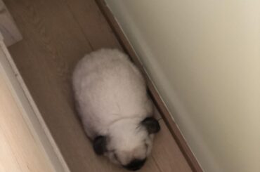 His favorite place in bedroom, space between bed and wall.