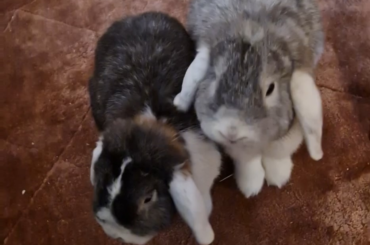 They're so smart😌