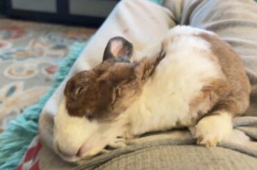 Sleepy boy is back again ❤️❤️