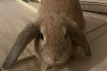 I accidentally killed my baby rabbit < 1 yr