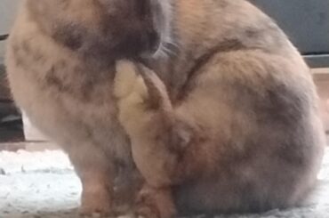 My foot taste better than your dinner