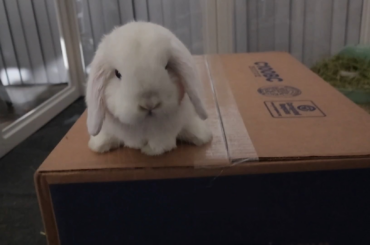 Just bun-bun being cute