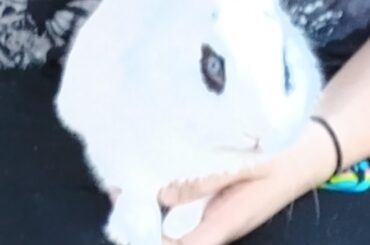 Remind me to never take my bunny outside in bright light again