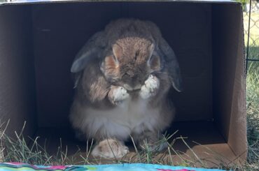 Carpet/upholstery cleaner solution safe for buns, pic of culprit