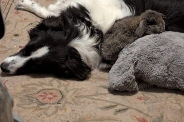 does your bunny have a favorite non-bun companion?