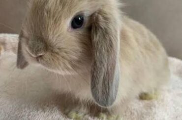Holland lop scammers?