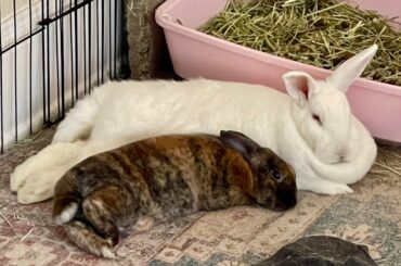 what were they talking about before i interrupted? 🤨🥕🥬🍎