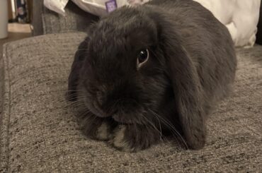 Blueberry is star search fan