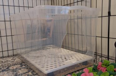 New litterbox set up