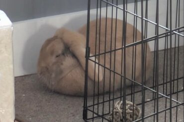 Herbert can form himself into different shapes. he is so talented