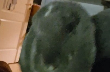 My bunny just.. chewed on my finger?