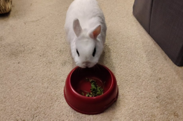 I expected the parsley to last longer, but he inhaled it lol