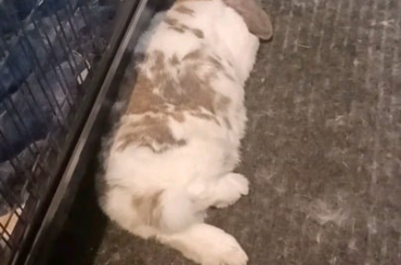 Caught poppy dreaming