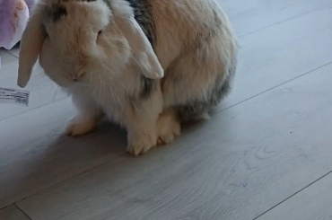 Ghost feeling more like himself!