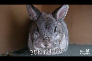 Bun Is Here