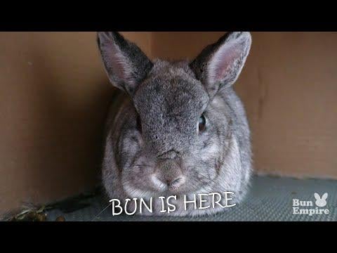 Bun Is Here