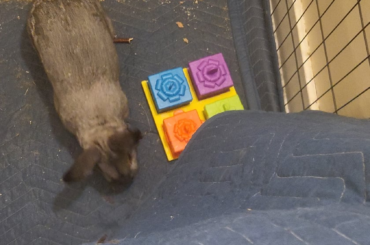 Moose figured out his treat puzzle so fast!!!