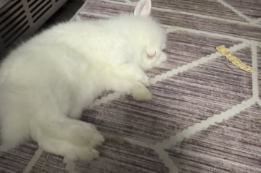 Sweet dreams, lil floof 😴