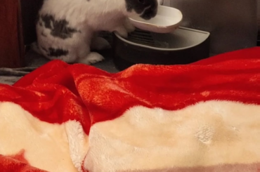 Drinking from his self-dumping water feeder 🚰