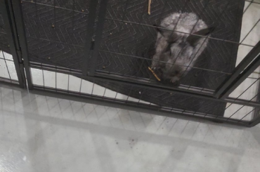 I stole my boyfriend's bunny.