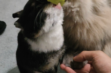 Will do anything for banana