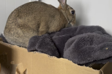 I haven’t posted a peri video in a while!!!! Here’s the winkle lady enjoying a blanket in a box 😆