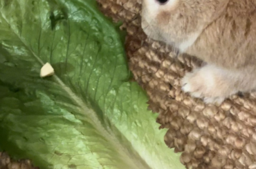 For those who wanted to see Lulu get some nanners