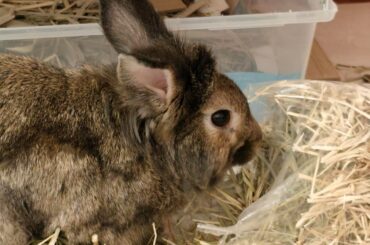 Got my bun a box like this, what should I put inside?