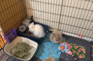 How to stop my rabbits from peeing next to the litter box?