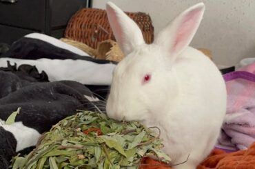 I’m worried about my bun