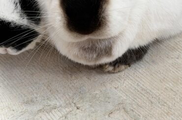 Bun licking bald spot on chin