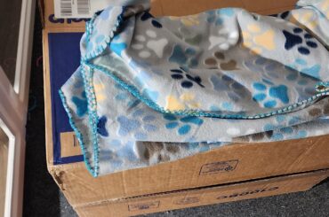 Normal for bunnies to sleep in a corner of their play-pen instead of their hideouts?