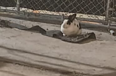 Is this a pet rabbit?