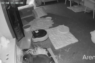 Eisa being dramatic about Loki making her jump 🥲