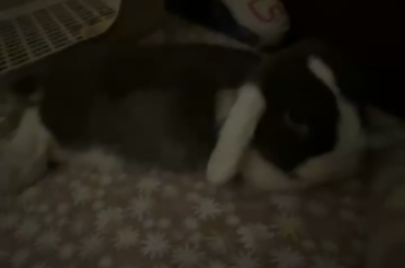 First day of having a bunny