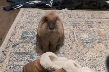 Deploying rabbit radar