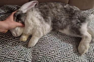 Look at this lazy ball of fluff🫏