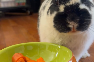 Loves facing the camera while eating! 🥕