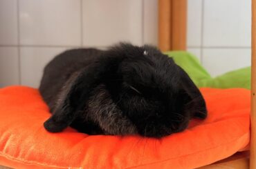She really loves her carrot bed 🥕🧡