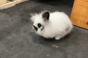 Bunny binkies are too cute 🥰