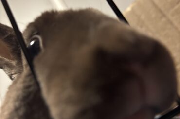 I’m unsure what to do with my bun. (8mo old Mini Rex)