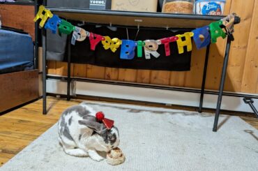 Happy 13th Birthday Piko Bunny!