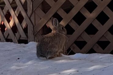 Wild dwarf bunny? What do I do?